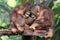 Two young Bornean orangutans are resting.