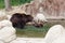 Two young brown Kamchatka bears