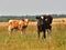 Two young buffalos