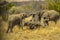Two young bull elephants tussle in Kruger national park