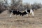 Two young bulls collided with their horns in an empty field.