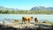 Two young bulls stand on the bank of a mountain river.