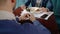 Two young businessmen are talking, eating food, sitting opposite at table in restaurant