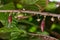 Two young cacao pods