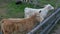 Two young calves behind wooden fence