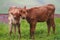 Two young calves showing affection