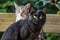 Two young cats outdoor in the garden - black cat and short hair common house cat portrait