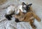 Two young cats are resting in bed, Thai Shorthair seal point Bobtail and red fluffy Somali breed