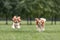 Two young cavalier king charles spaniel dogs are running and jumping together on green grass