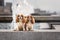 Two young cavalier king charles spaniel dogs sitting near water fountain at city street