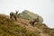 Two young chamois in fog in Tatra mountains