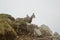 Two young chamois in fog in Tatra mountains