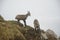 Two young chamois in fog in Tatra mountains