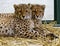 Two young cheetahs