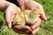 Two young chickens in farm hands.