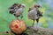 Two young chickens were eating a ripe papaya that fell on a rock overgrown with moss.