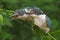 Two young collared kingfisher are looking for prey in the bush.