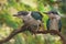 Two young collared kingfisher are sunbathing on dry wood branches before starting their daily activities.