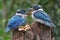 Two young collared kingfisher are sunbathing on rotten trees before starting their daily activities.