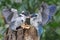 Two young collared kingfishers are sunbathing on a rotten tree trunk before starting their daily activities.