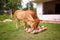 Two young cows eat coconut shells drying on a backyard.