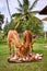 Two young cows eat coconut shells drying on a backyard.