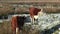 Two young cows grazing on a cold, snowy marshland near Stafford, UK