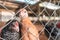 Two young Creole hens peering through a metal mesh in a chicken coop in Nicaragua