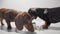 Two young dachshund dogs eat dry food from one white bowl video. White seamless studio background.