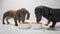Two young dachshund dogs or puppies eat dry diet food white bowls photo image. White seamless studio background.
