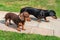 Two young dachshunds dogs. On in light brown the other browny black. They are outside on a path between grass