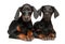 Two young Doberman lie on a white background