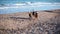 Two young dogs playing on the beach