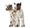 Two Young domestic goats, kids, isolated