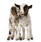 Two Young domestic goats, kids, isolated