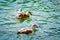 Two young ducklings are swimming in the lake.