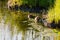 Two young ducks feeding at the edge of a pond