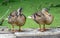 Two young ducks sit on a wooden bridge