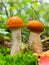 Two Young Edible Forest Mushroom orange-cap Boletus Among Green Moss And Dry Leaves In Autumn Forest