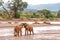 Two young elephant bulls play fighting