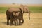 Two young elephants, Amboseli, Kenya