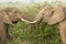 Two young elephants playing in Kenya