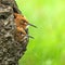 Two young eurasian hoopoes look from the hole