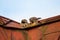 Two young falcons kestrels sitting and eating on a roof