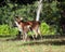 Two young Fallow deers. (Dama dama)