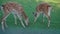 Two young fawns eat grass