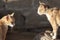 Two young female cats in evening light outside a farm barn