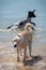 Two young female dogs having fun and shaking off water on beach