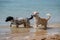 Two young female dogs playing in the water on the beach