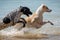Two young female dogs running and splashing in the sea